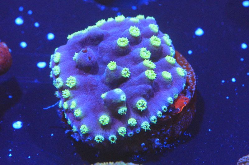 Blue Astreopora