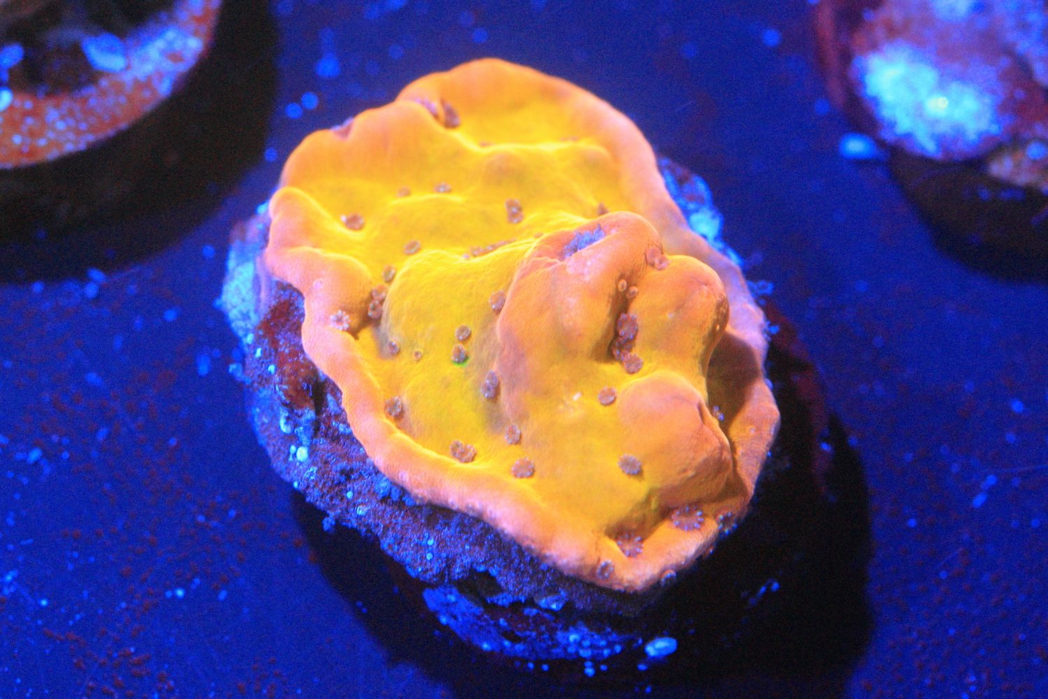 Witch Hunter Montipora WYSIWYG
