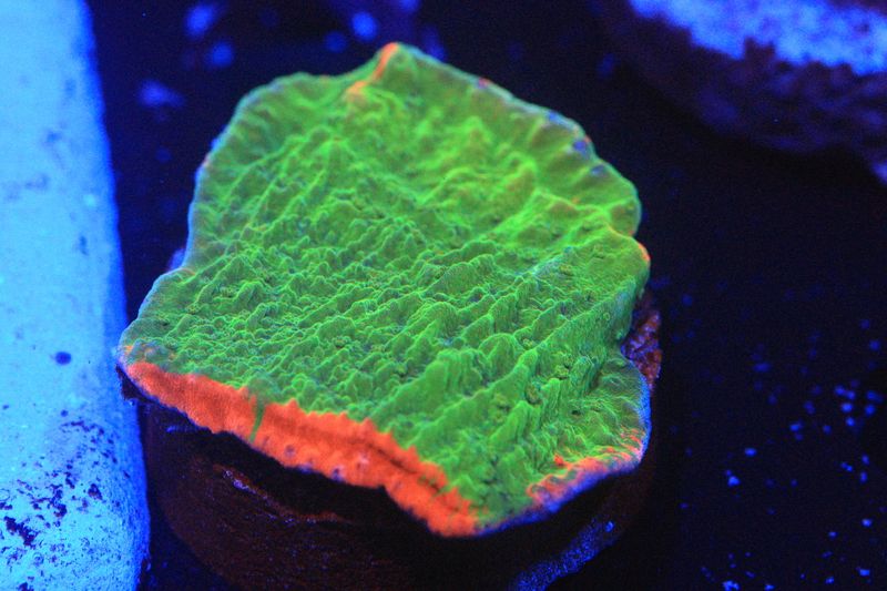 Grafted Monti Cap - Small