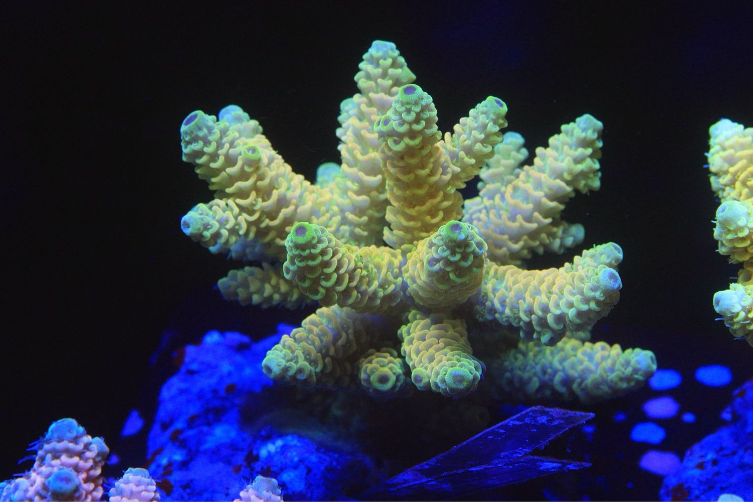 Yellow Millepora 1