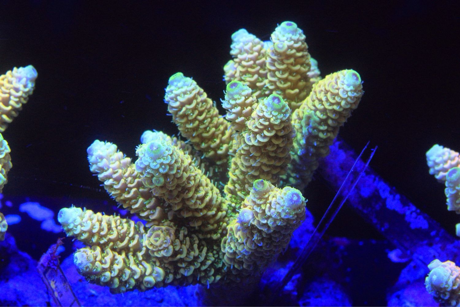 Yellow Millepora 3