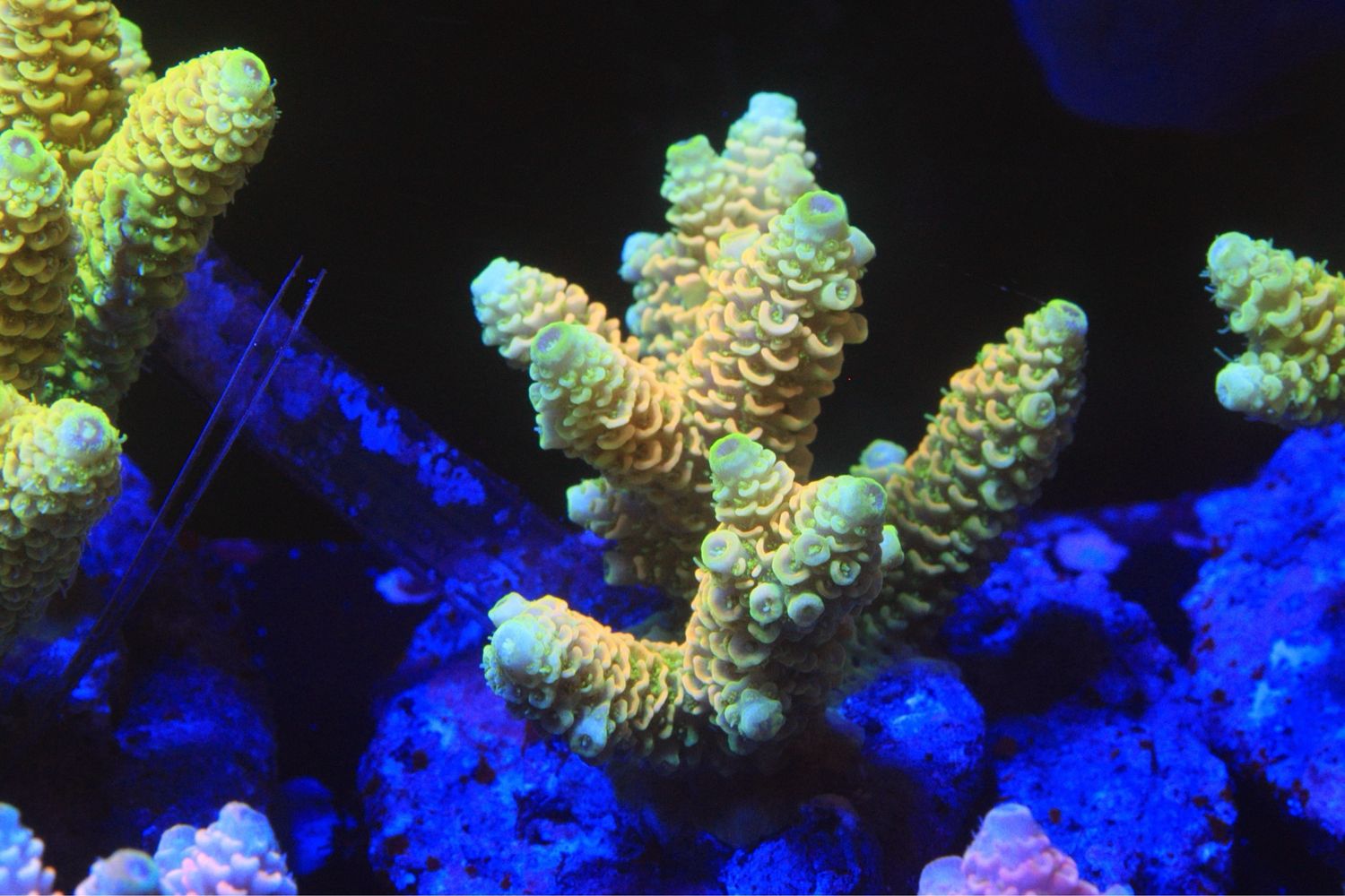 Yellow Millepora 4