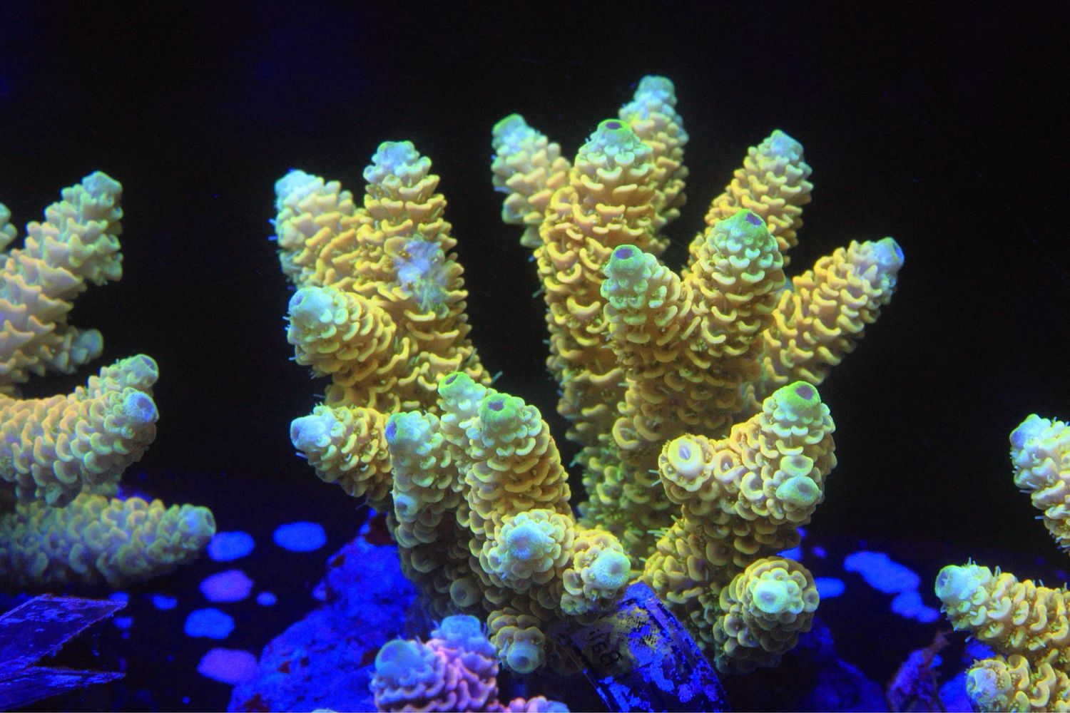 Yellow Millepora 2