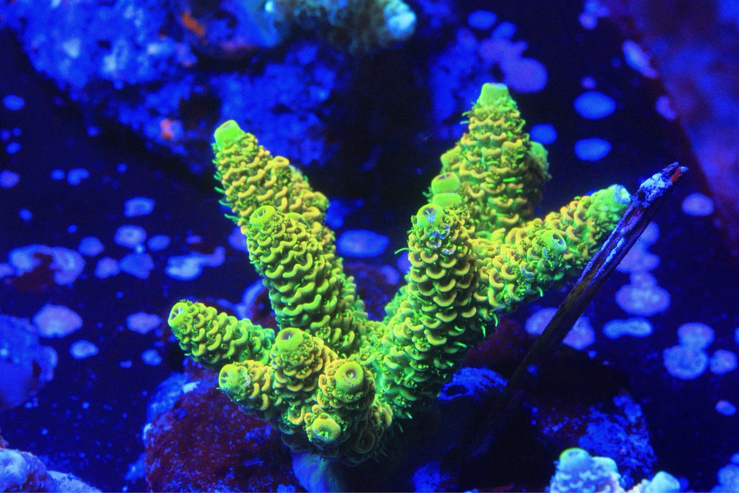 Yellow/orange Millepora