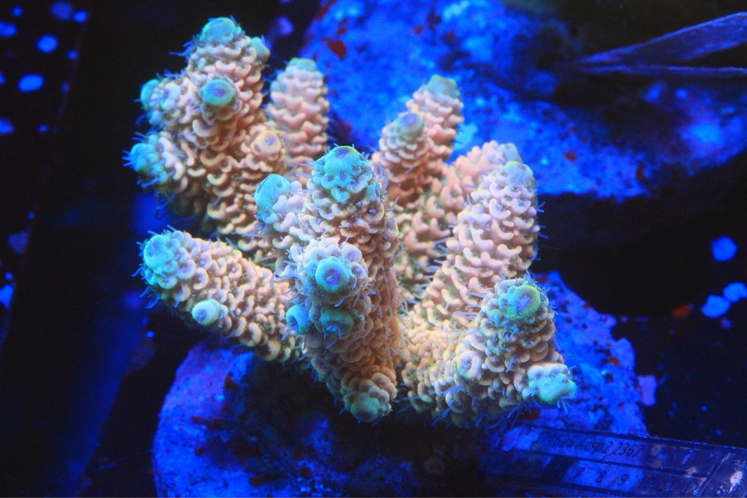 Salmon Millepora Yellow Tips
