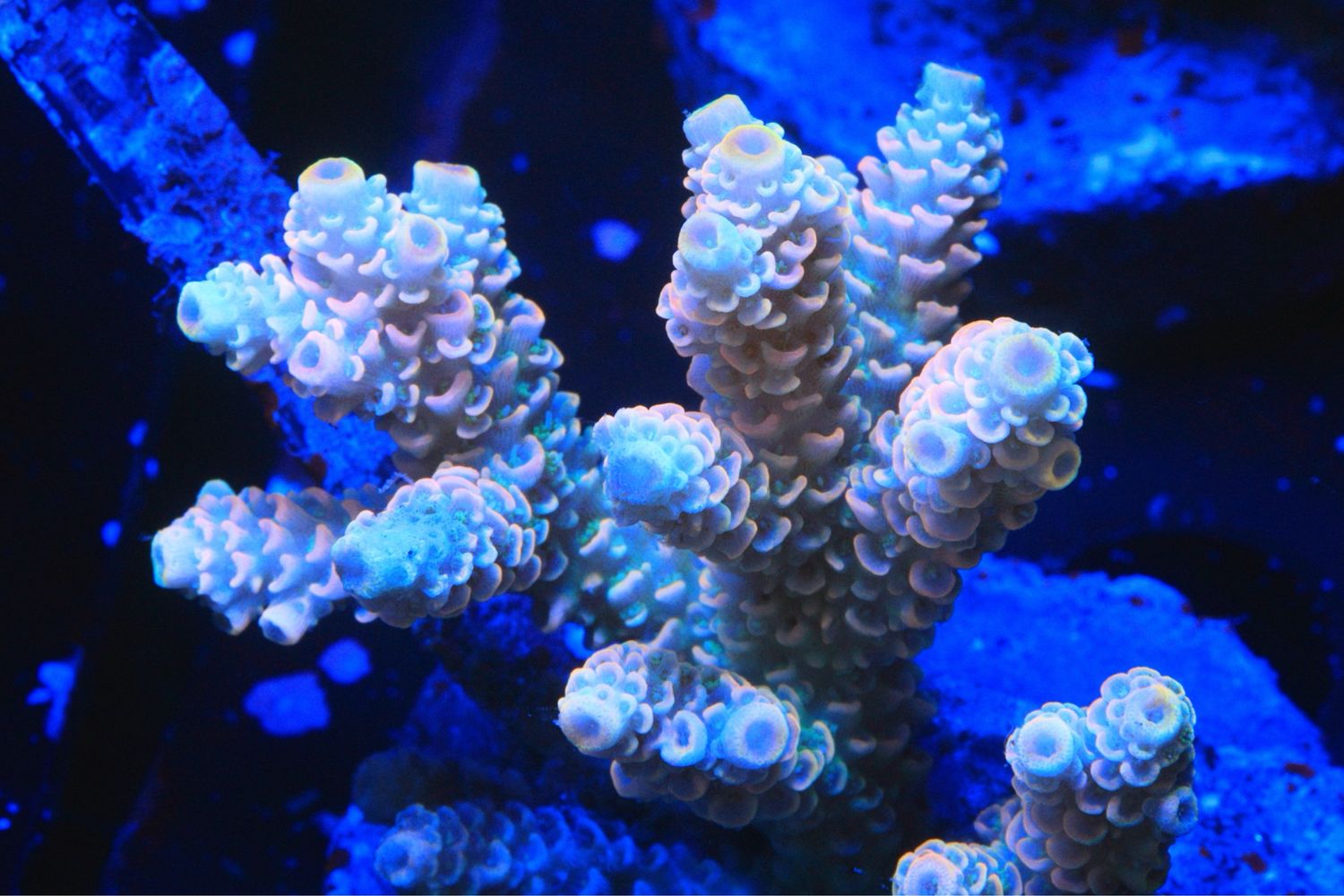 Pink Millepora Yellow Tips