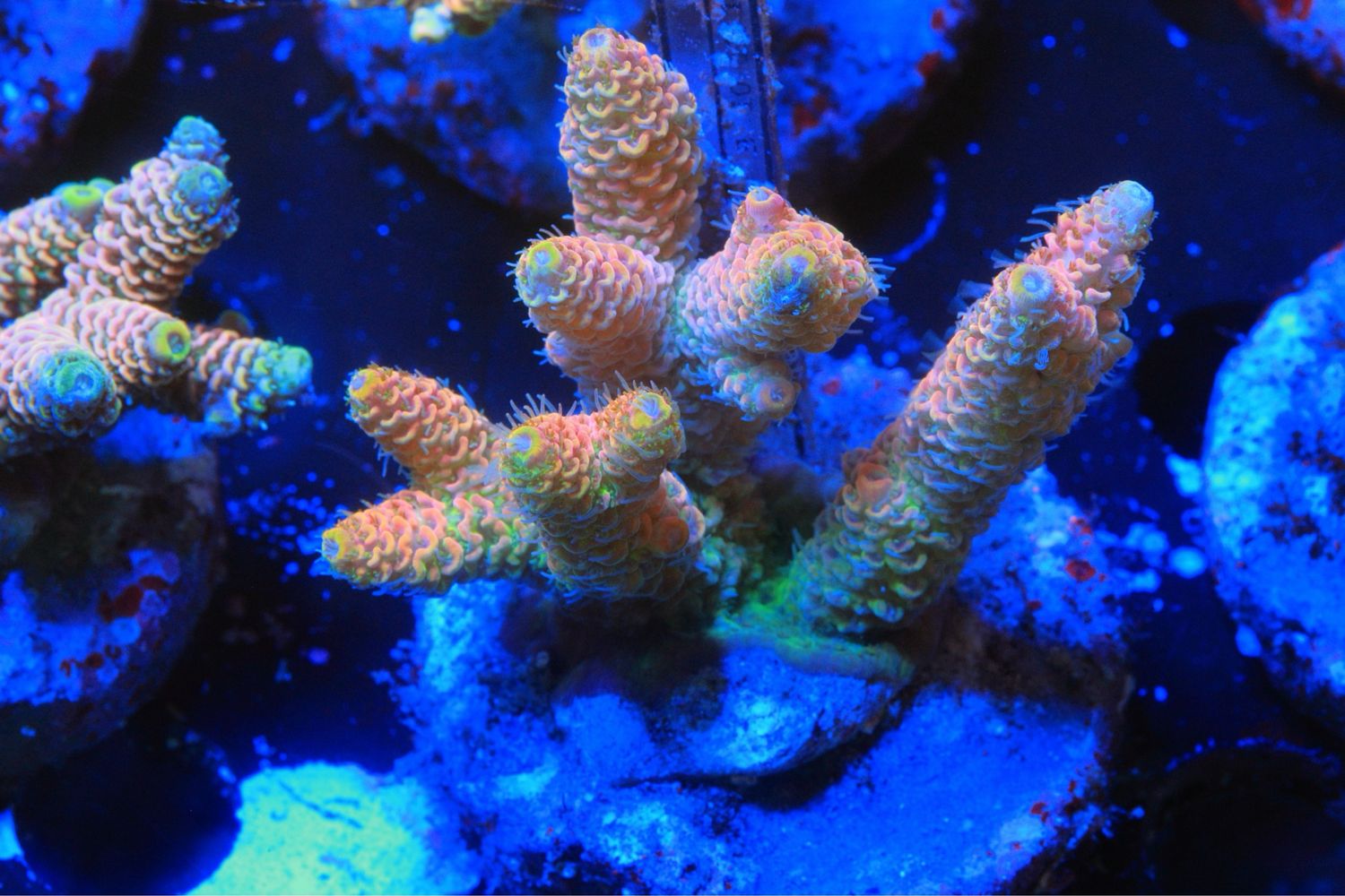Bright Millepora