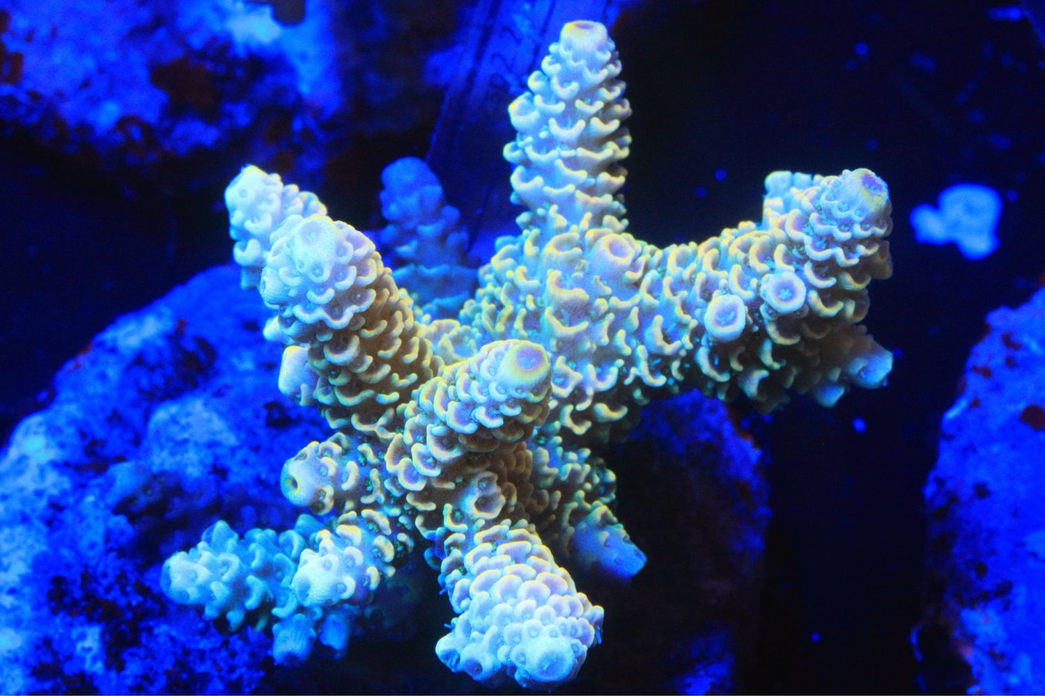 Yellow And Green Millepora