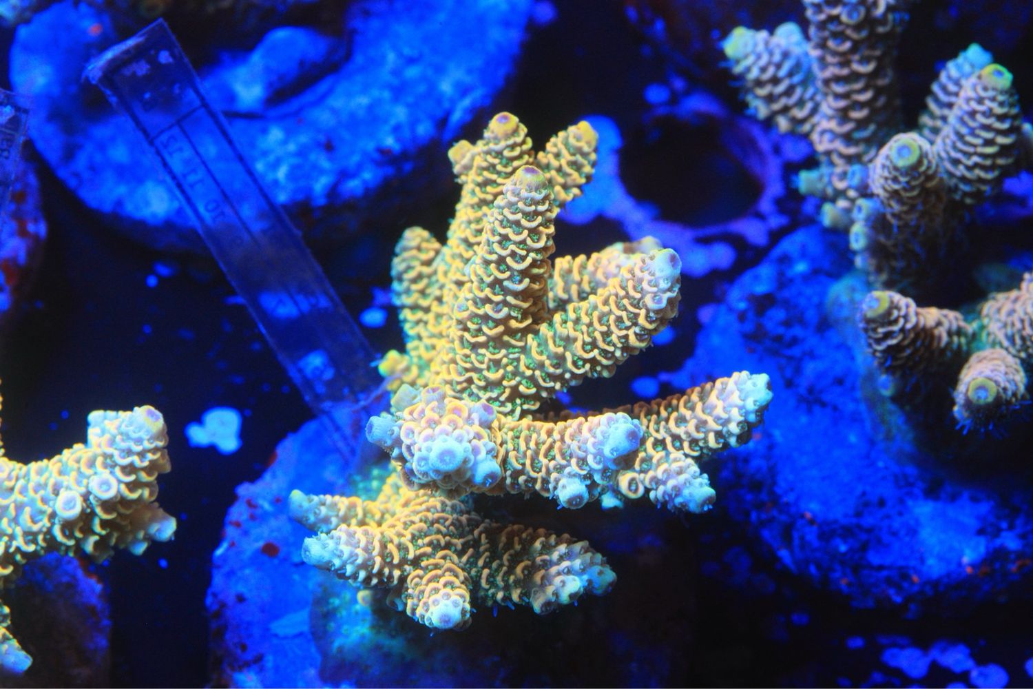 Golden Millepora