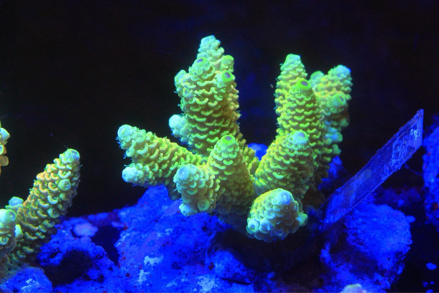 Yellow Millepora 5