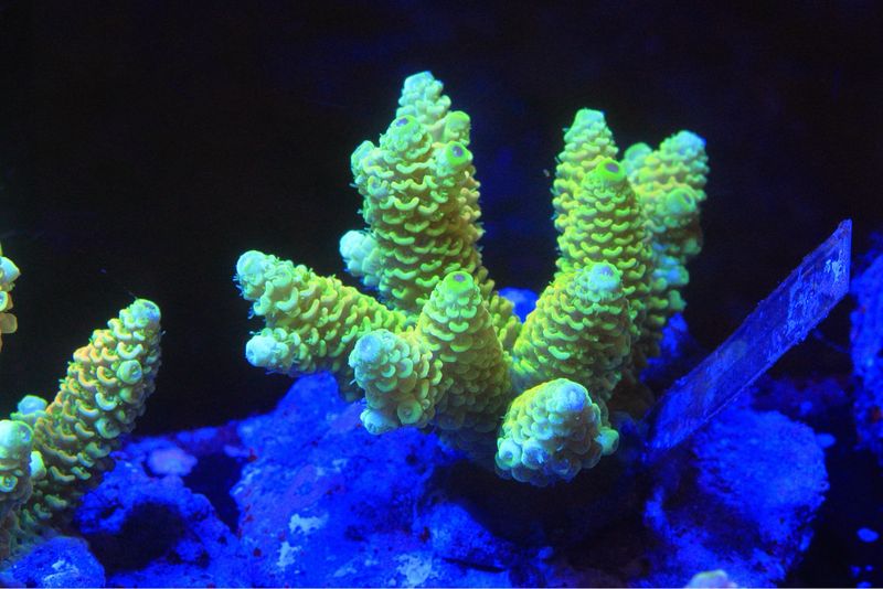 Yellow Millepora 5