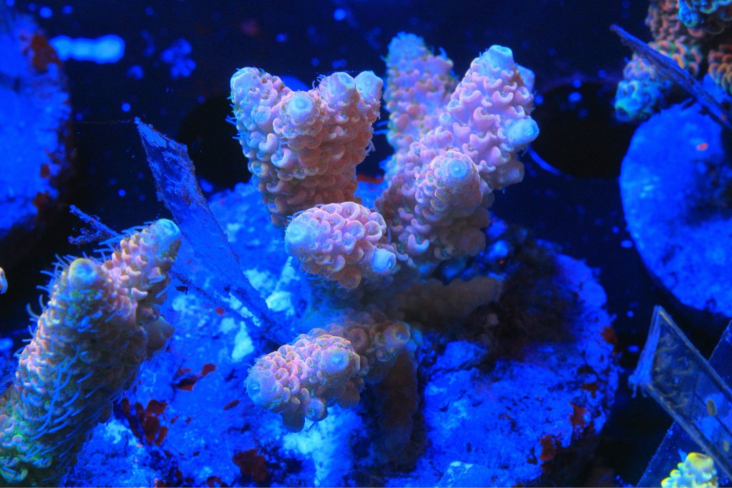 Pink Millepora