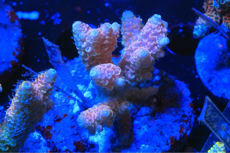 Pink Millepora
