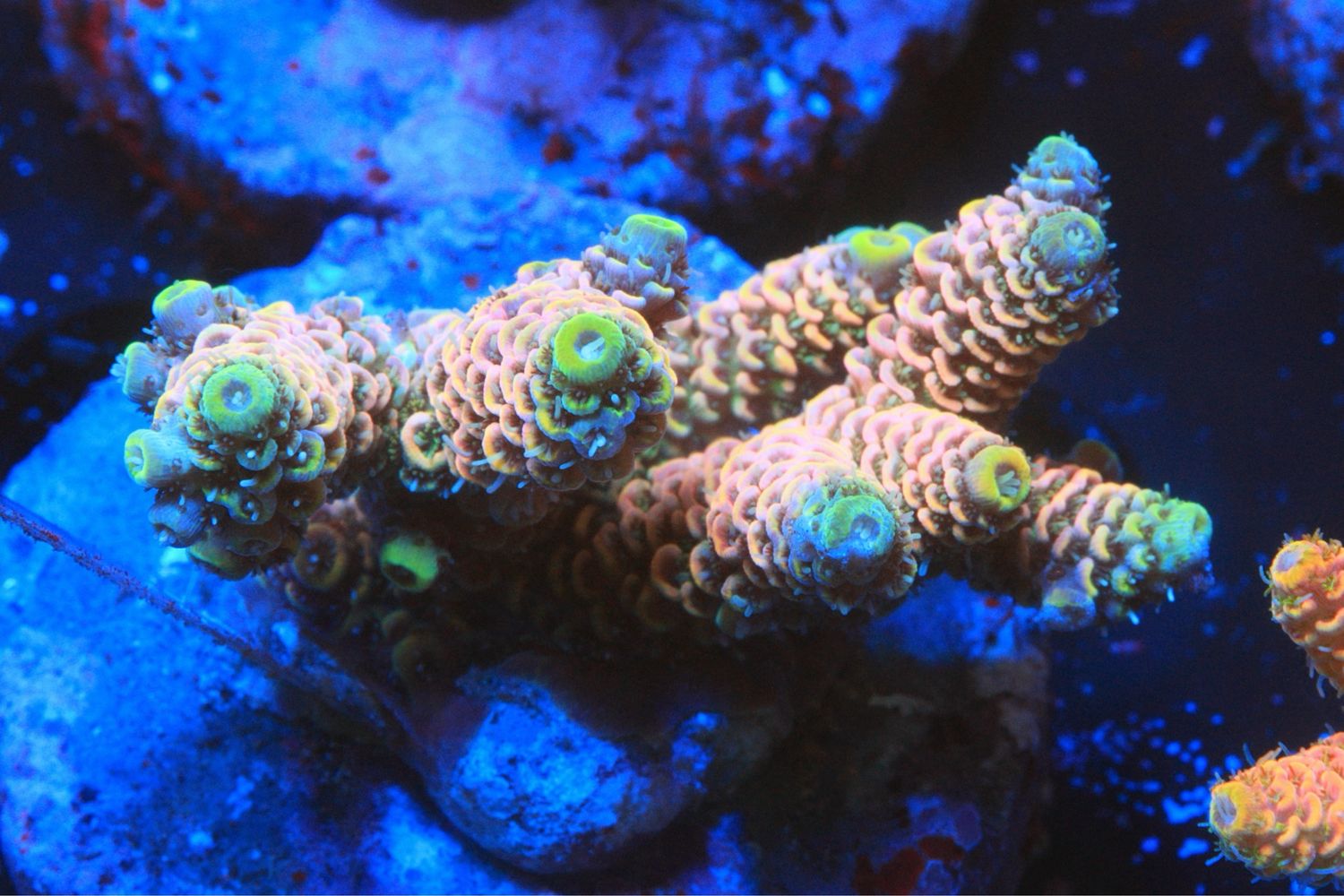 Acid Trip Millepora