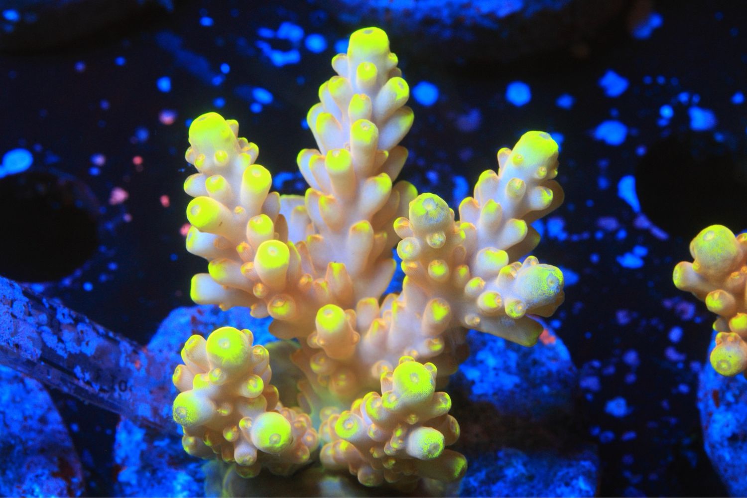 Golden Jawdropper 3
