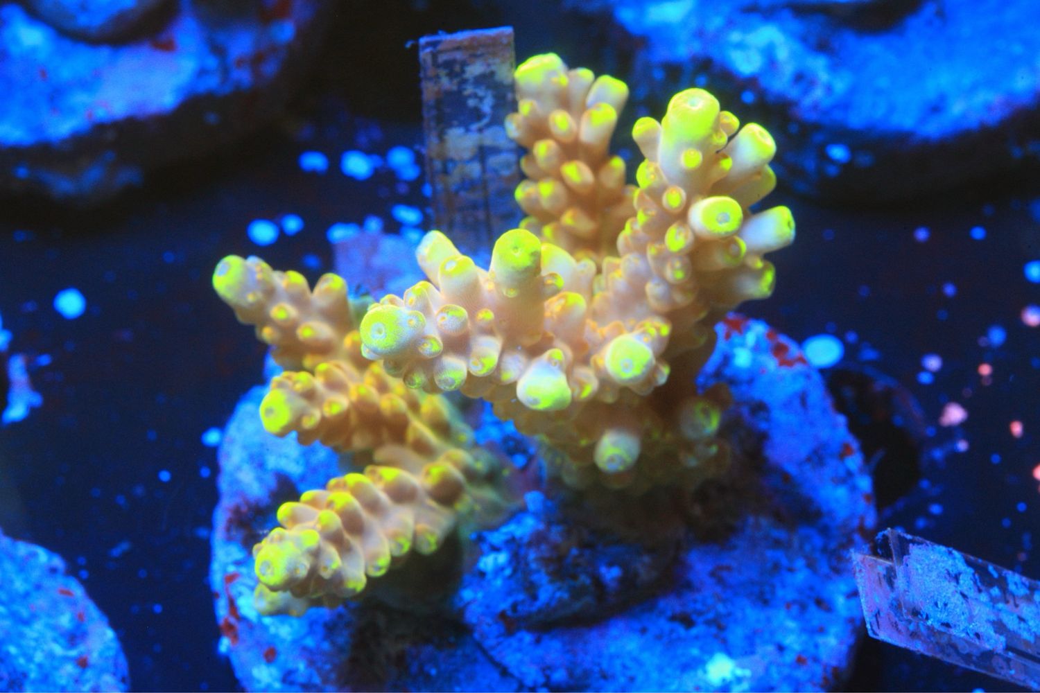 Golden Jawdropper 4