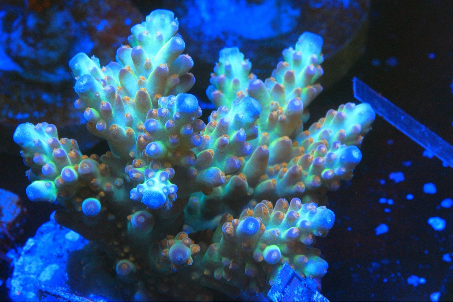 Master Blaster Acropora 1