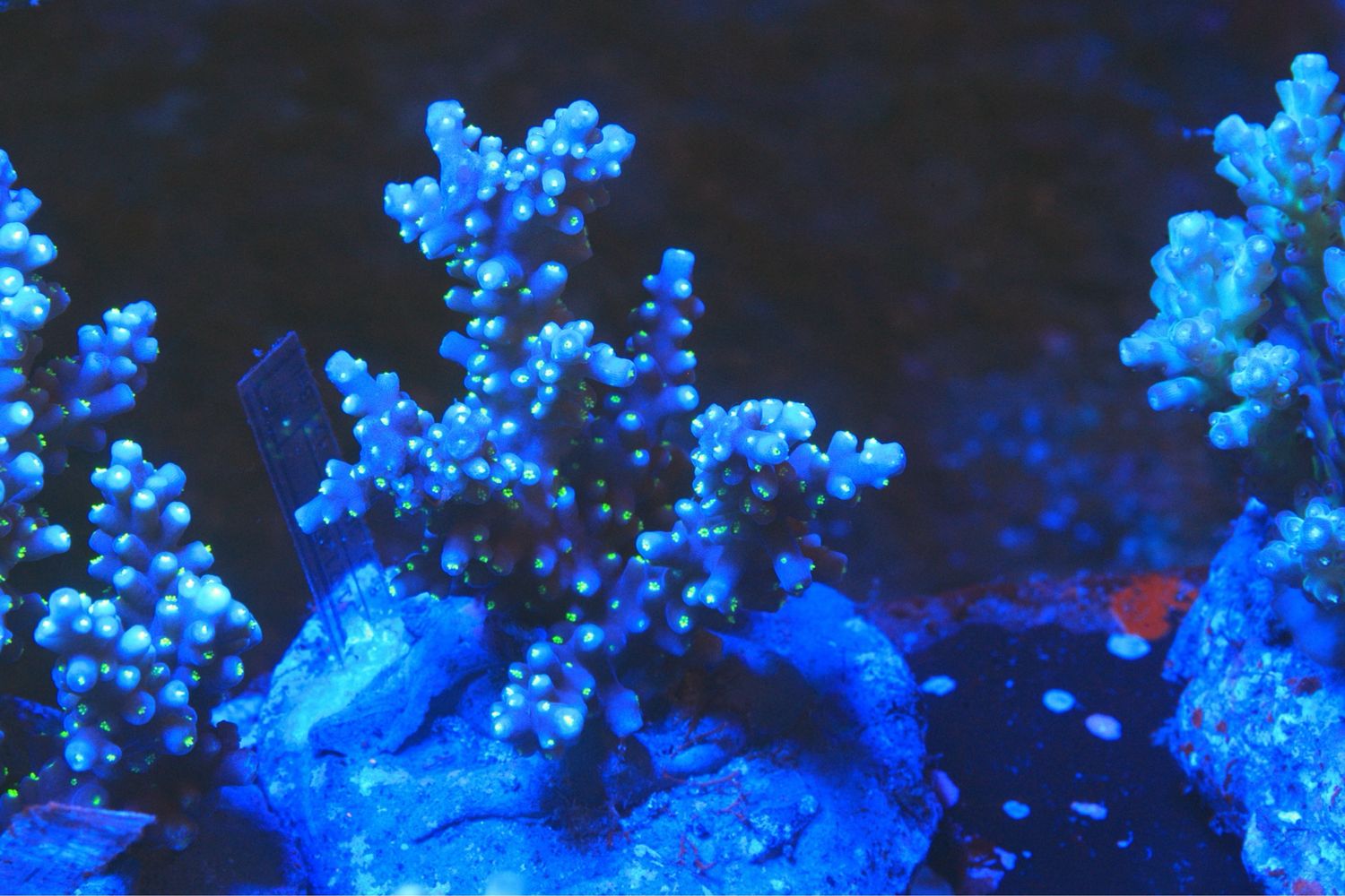 Starry Night Acro 1