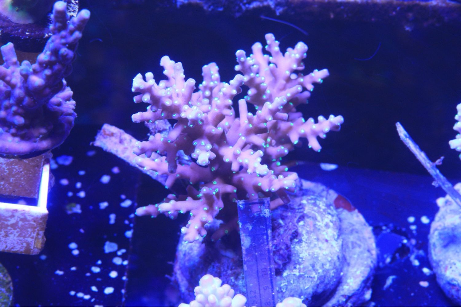 Starry Night Acro 3