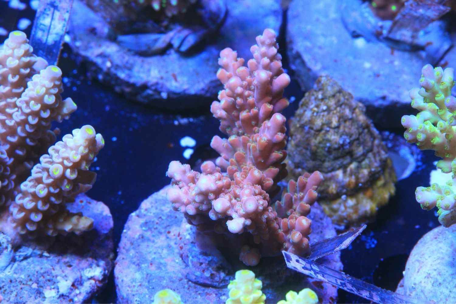 Pink divaricata