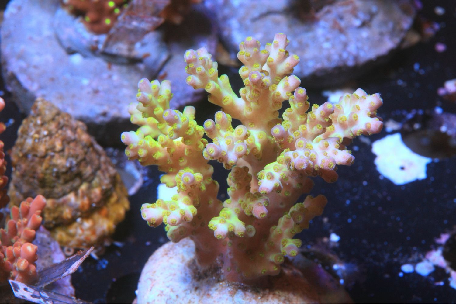 Blue Tip Plana Like Acro (green/yellow Body)