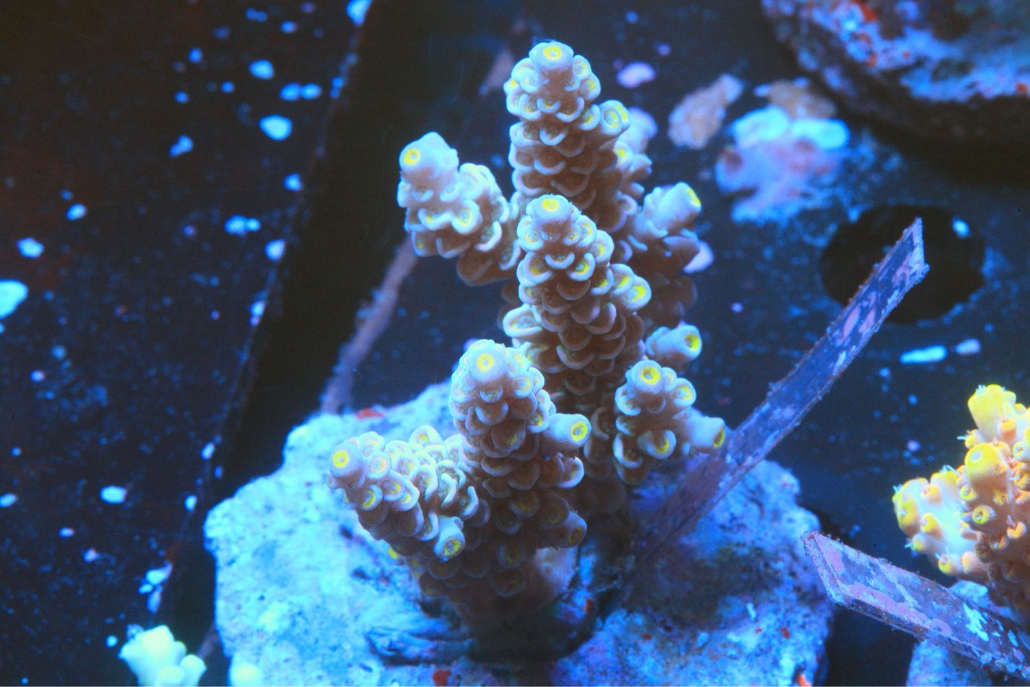 Pinky Rainbow Bifaria (tenuis)