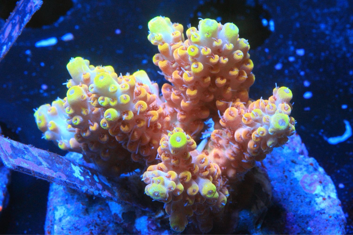 Peach Latistella