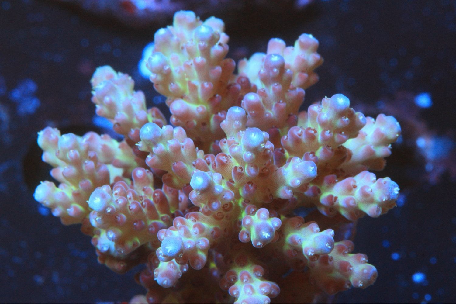 Pink And Green Plana