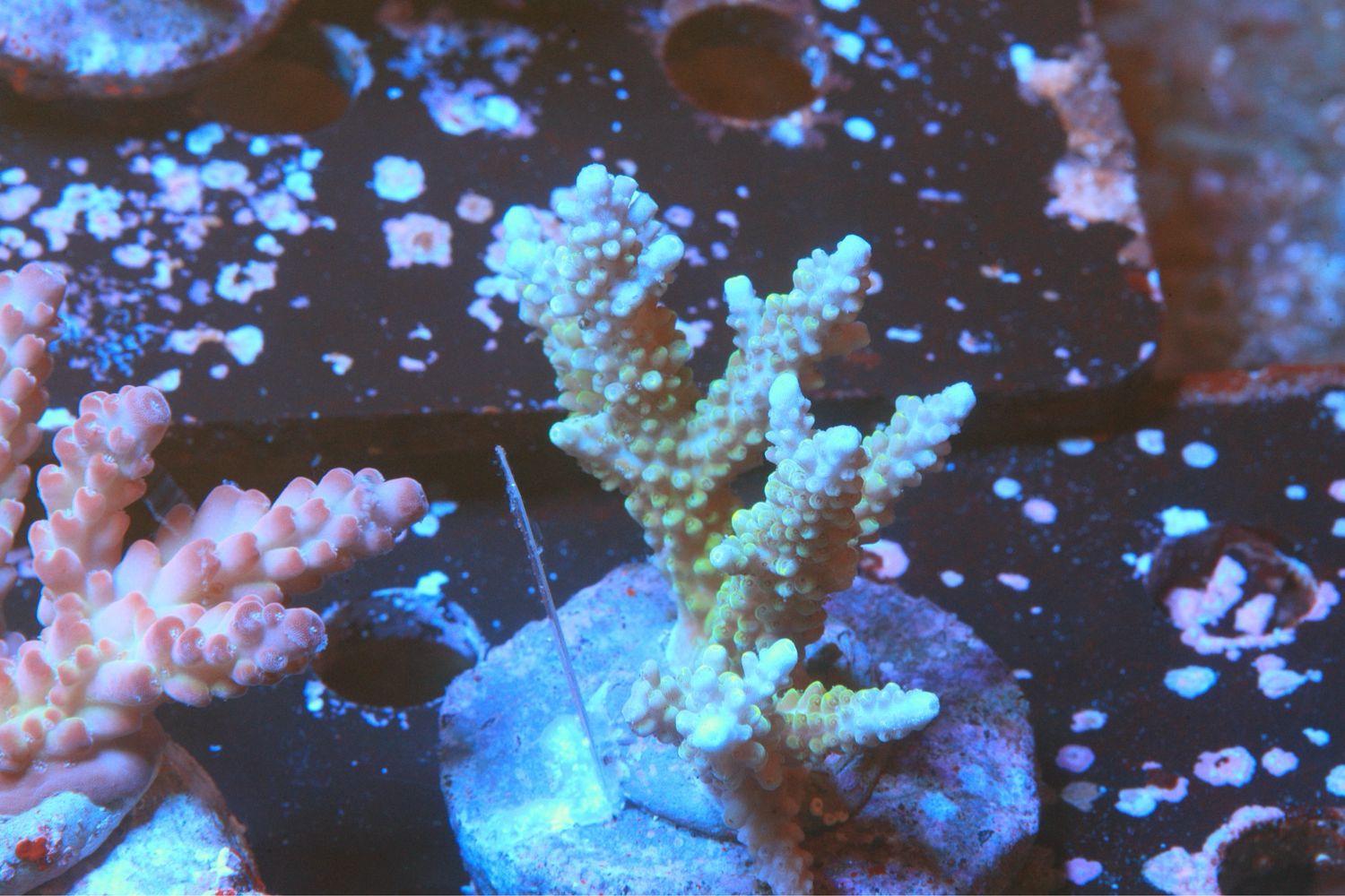 Blue Tip Green Acro