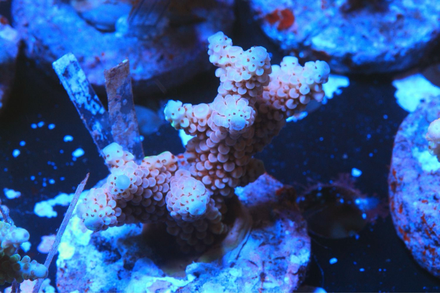 Pink With Red Polyp ( PC Rainbow As It Develops)