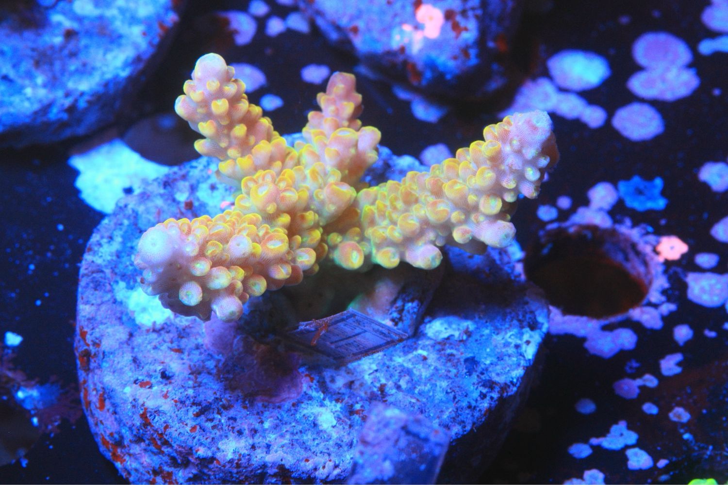 Rainbow Divaricata
