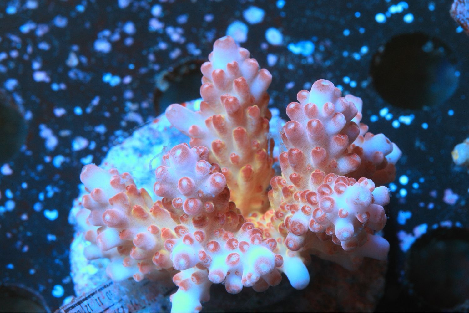 Gorgeous Pink And Orange Acro