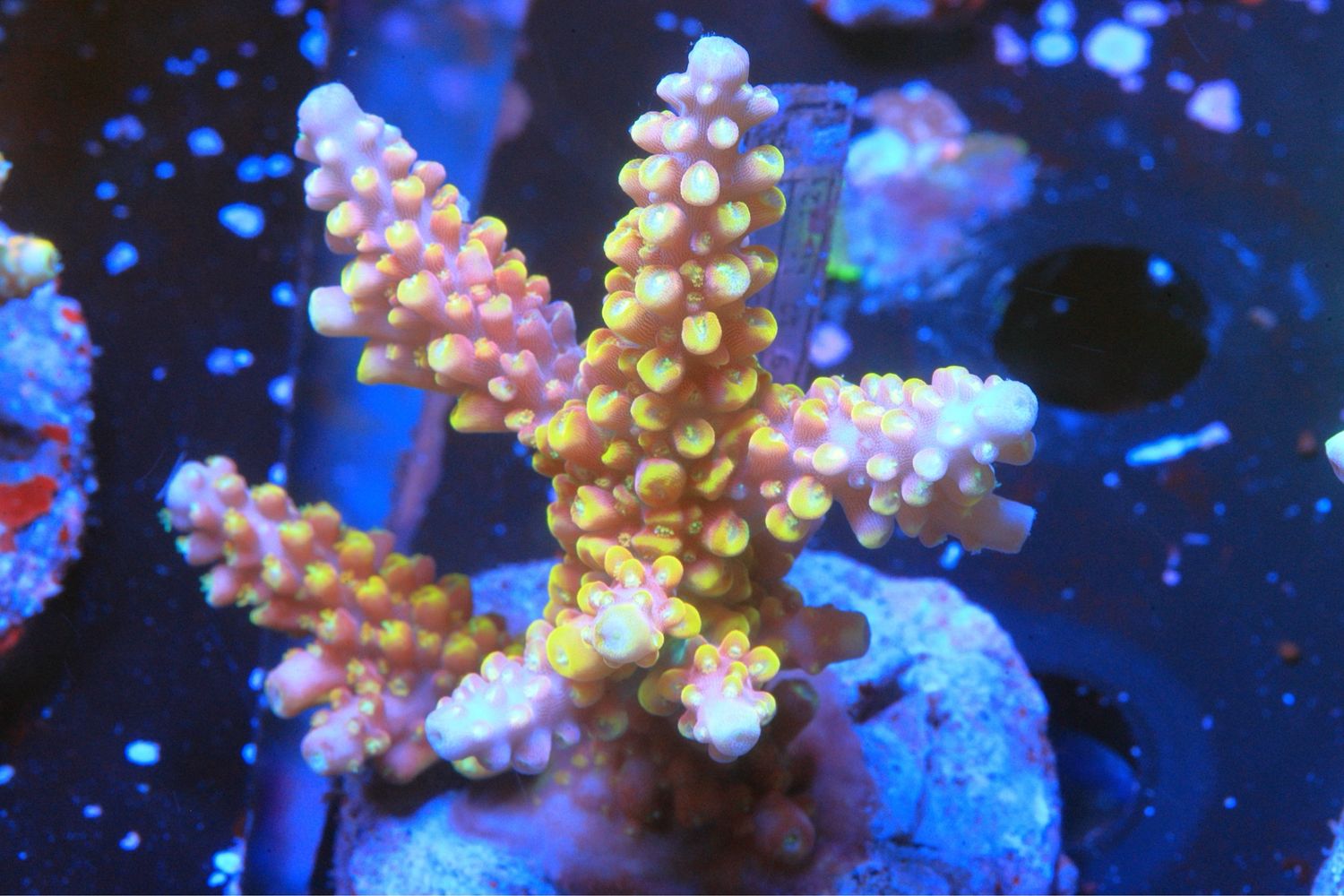 Pink With Yellow Corallites Acro