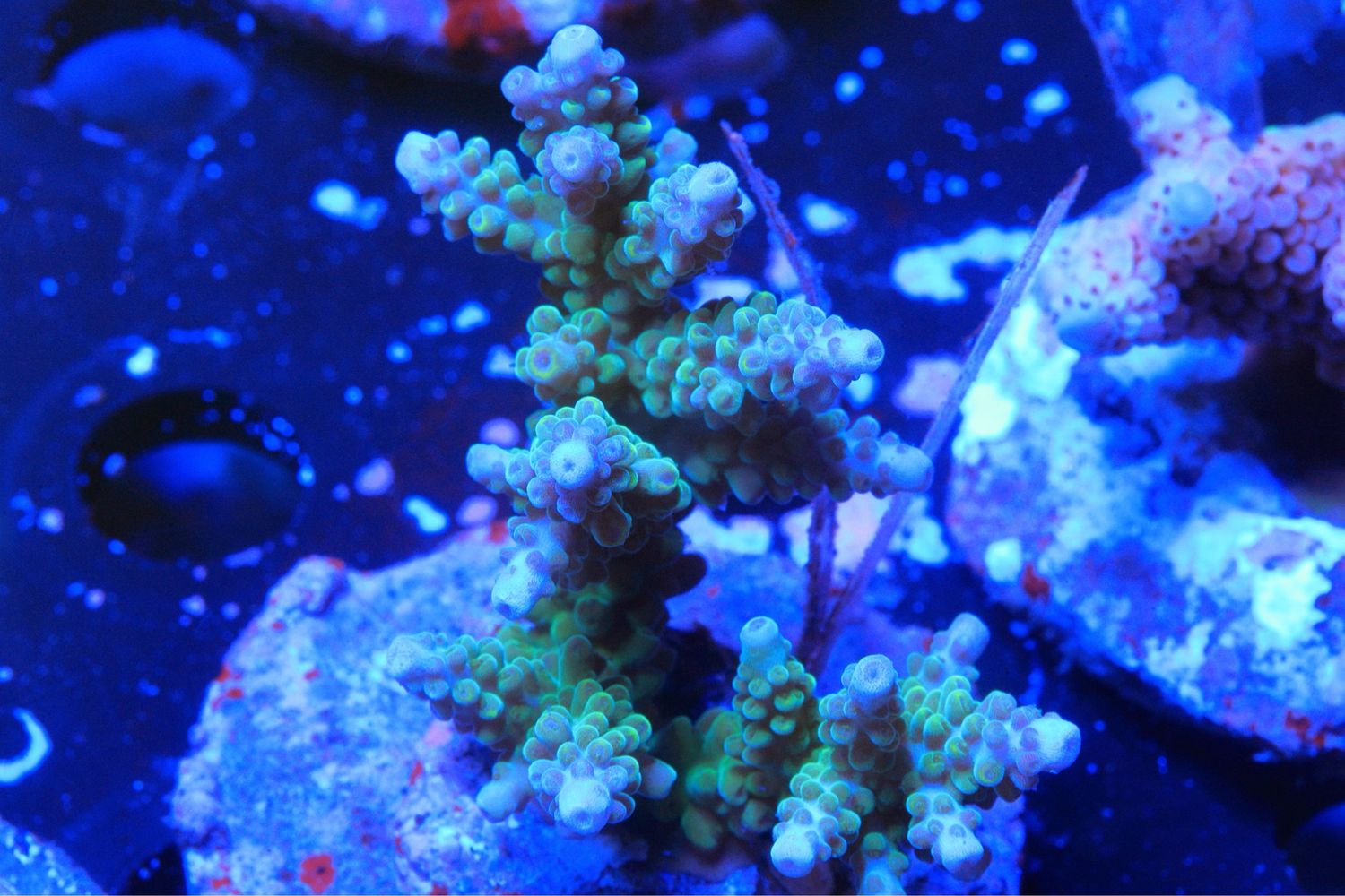 Blue Tip Stag