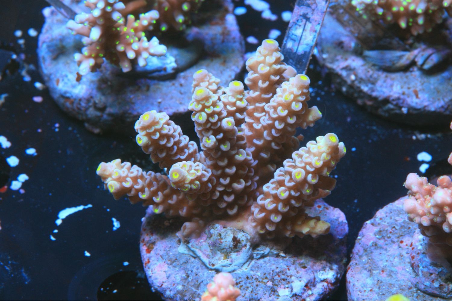 Blue Hoeksemai Yellow Tips