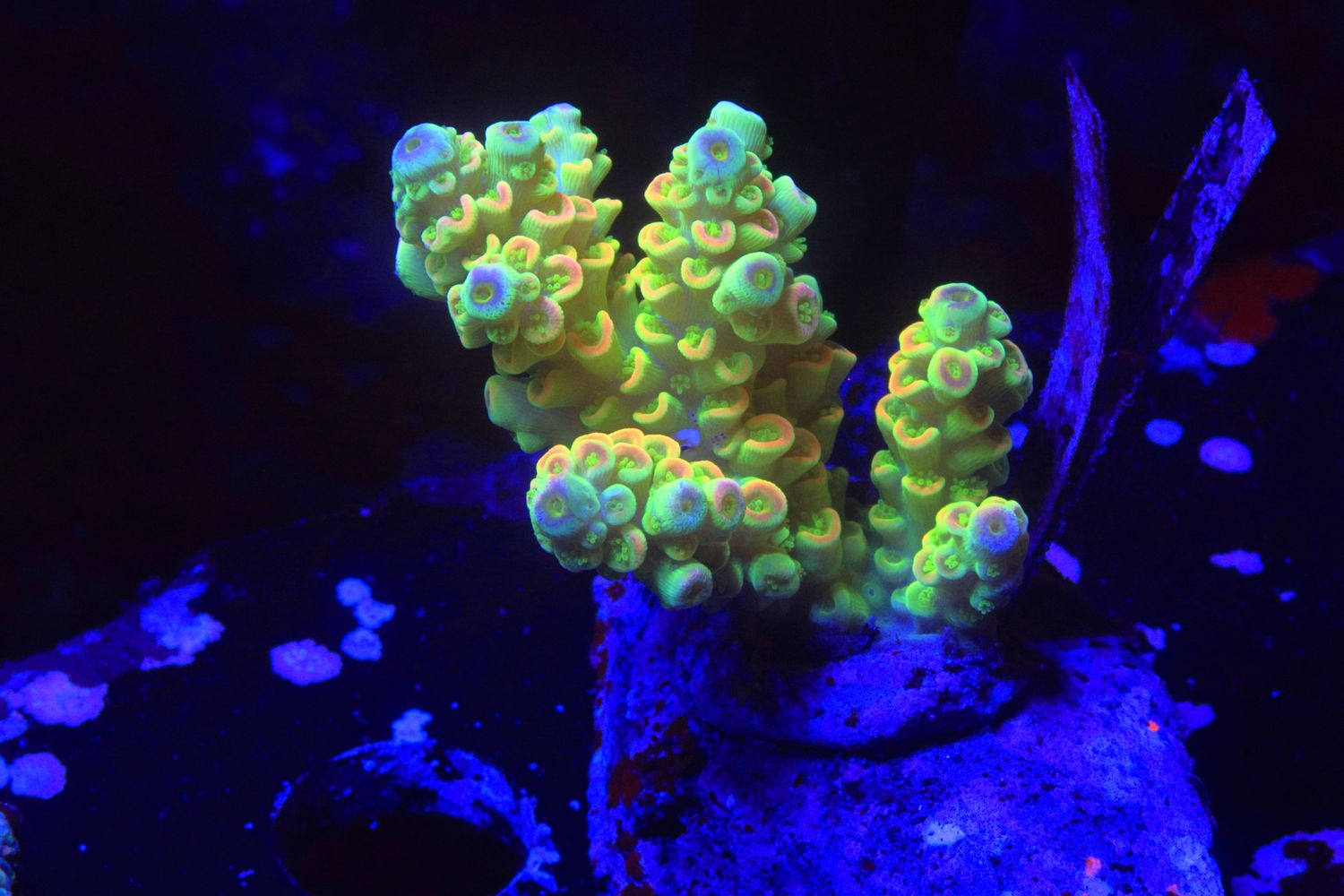 Extreme Yellow Walt Bifaria (Tenuis) WYSIWYG