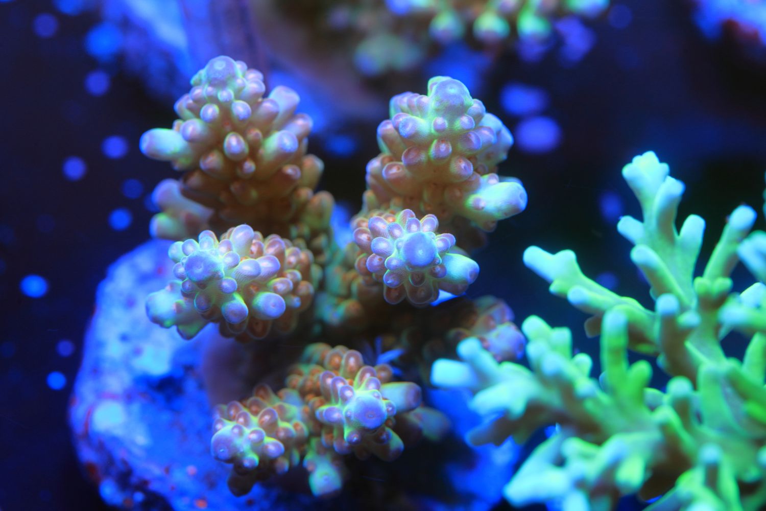 Master Blaster Acropora 2