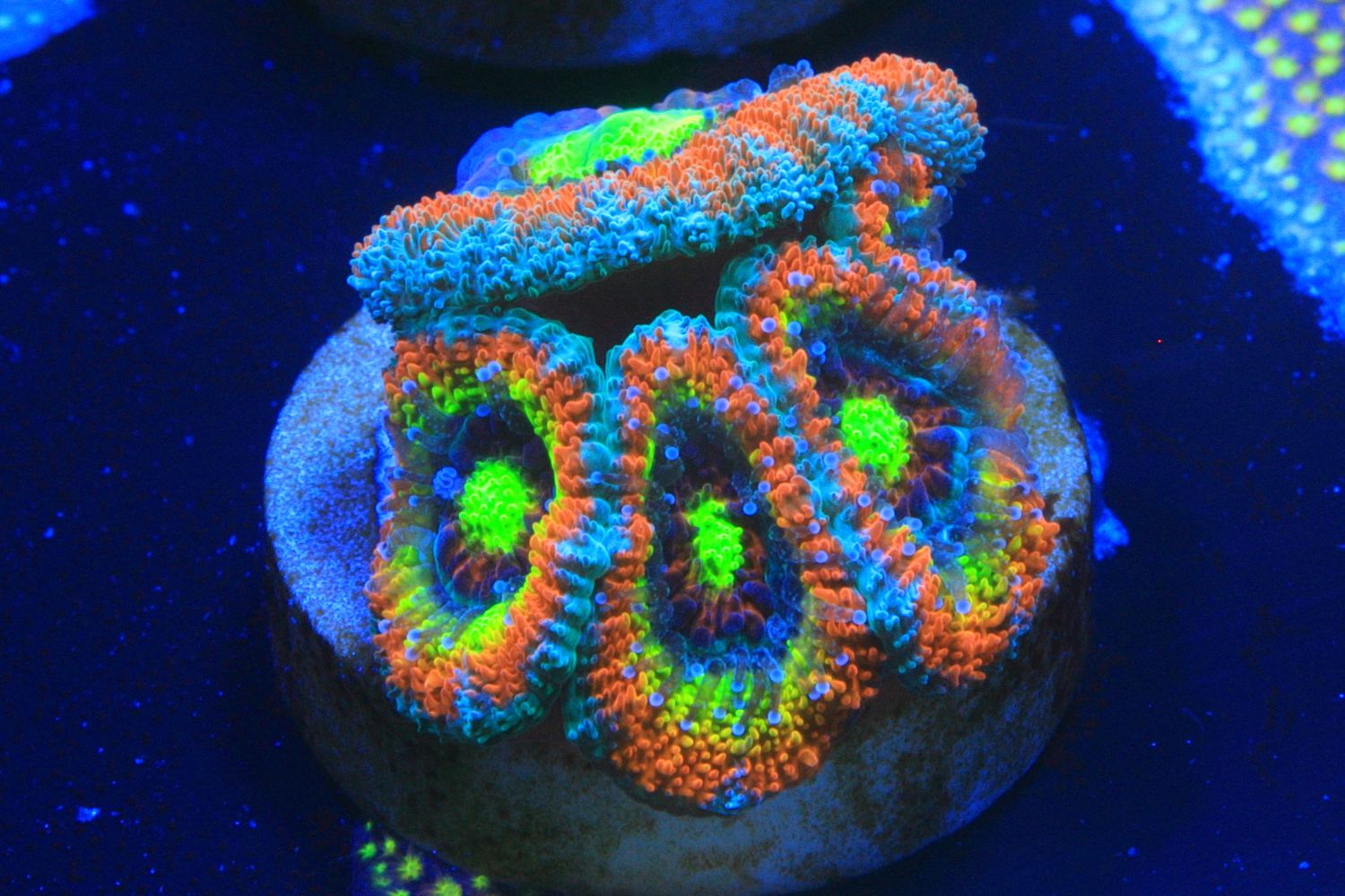 Holy Grail Micromussa