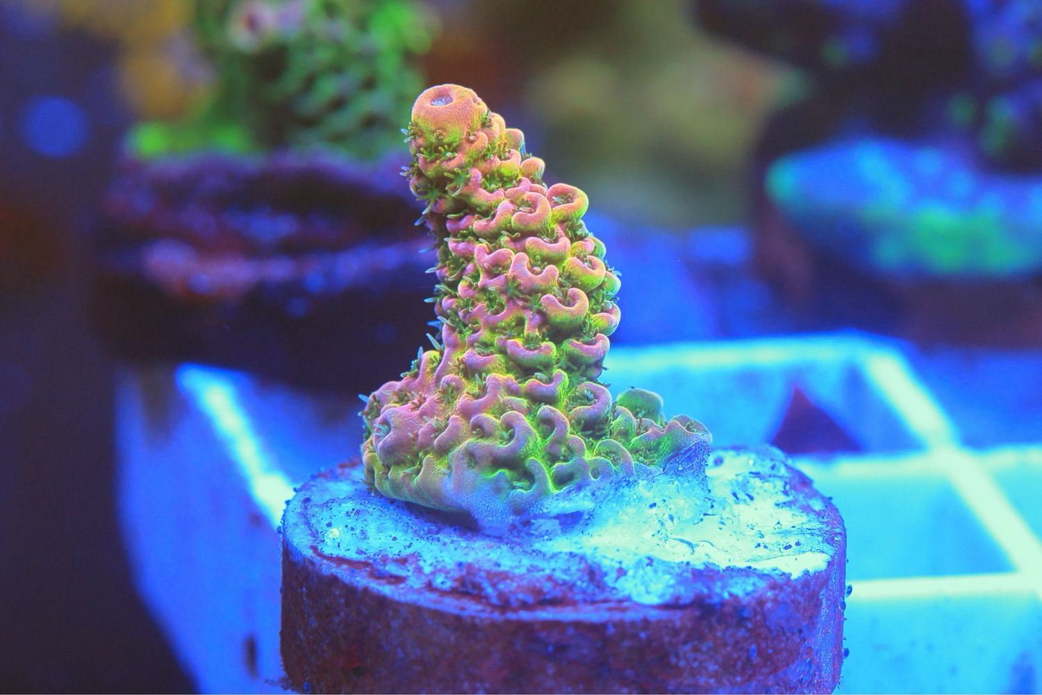 Pink Hyacinthus Small WYSIWYG