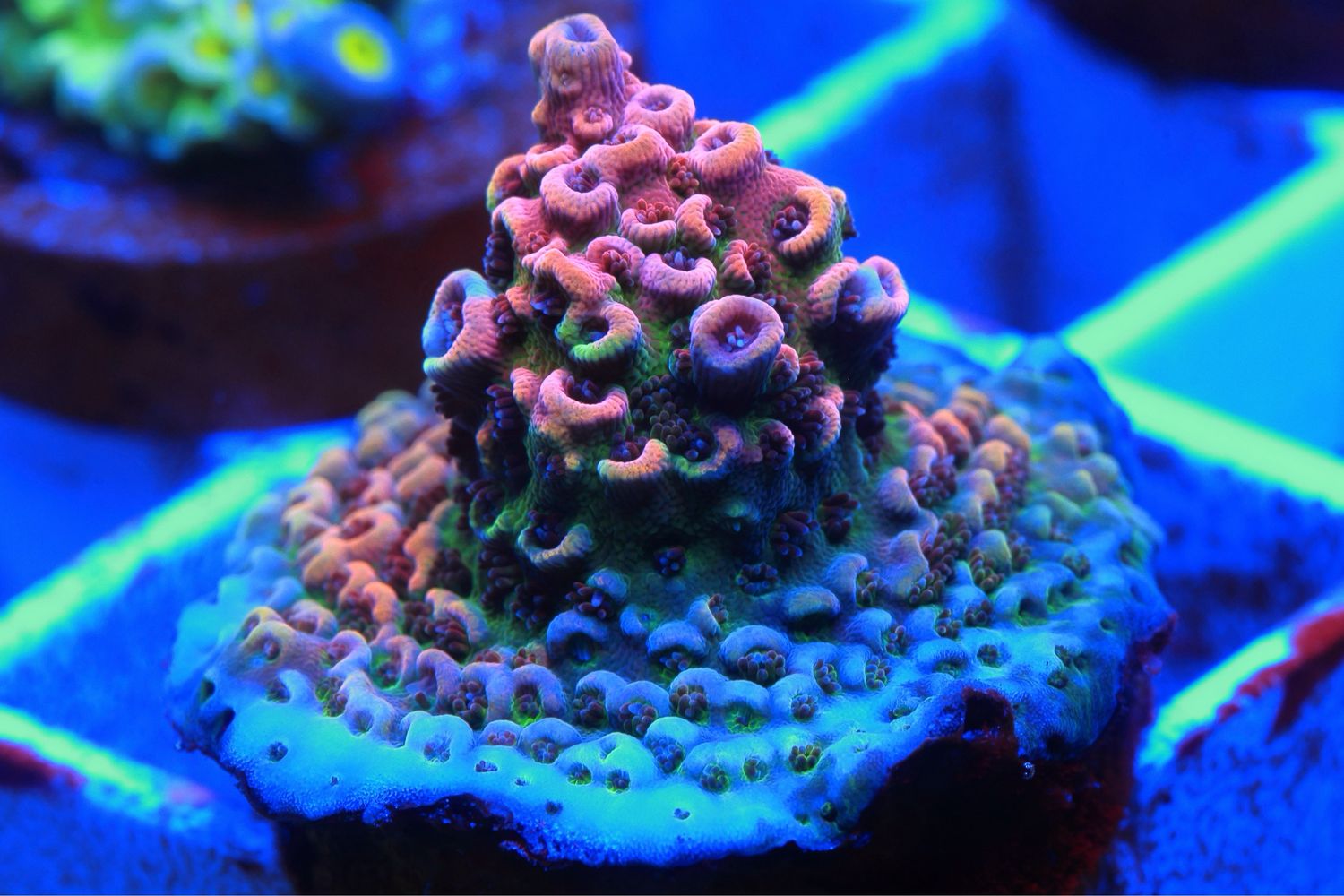 Fruity Pebbles Acro nubbin