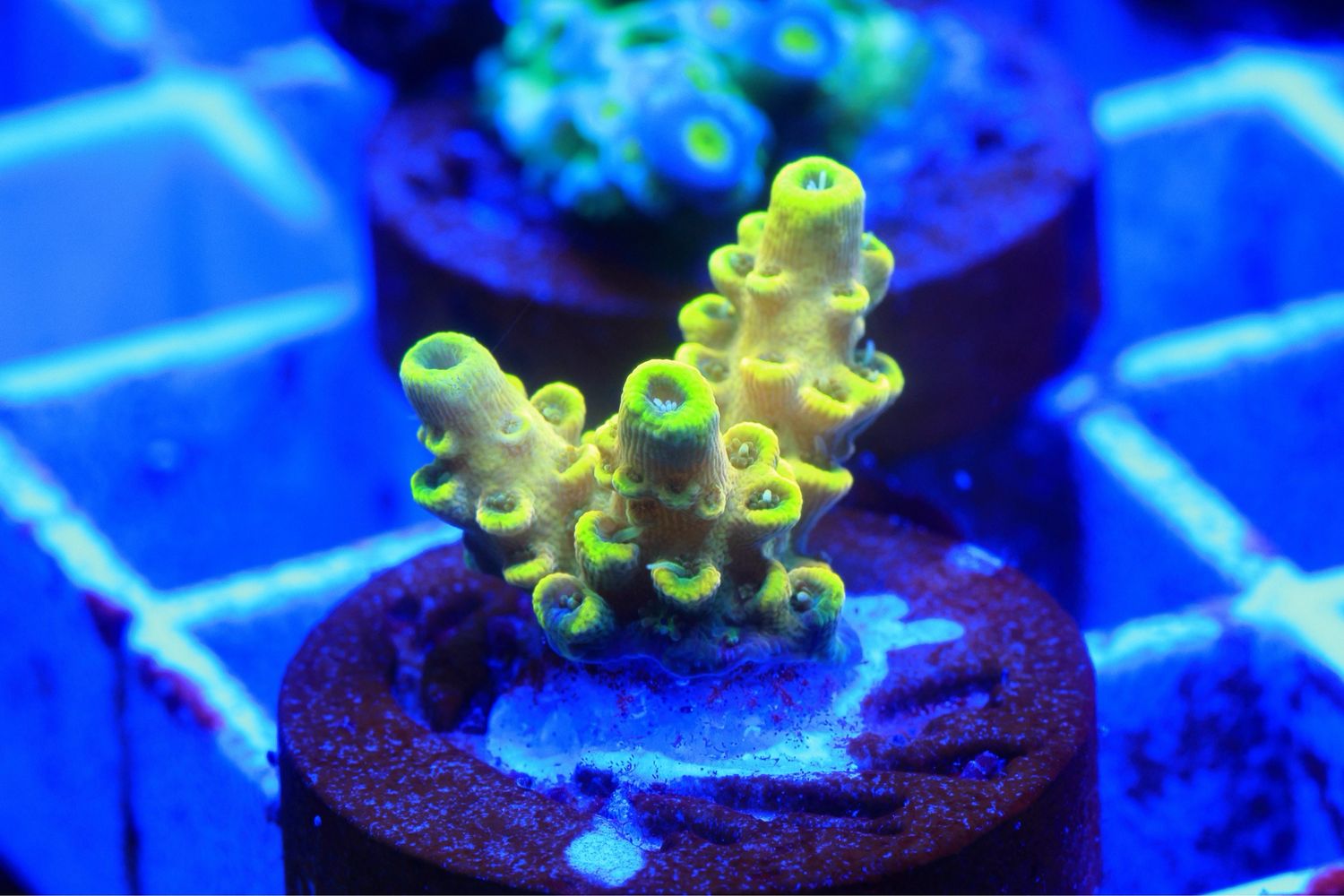 Flat Eric Acropora WYSIWYG