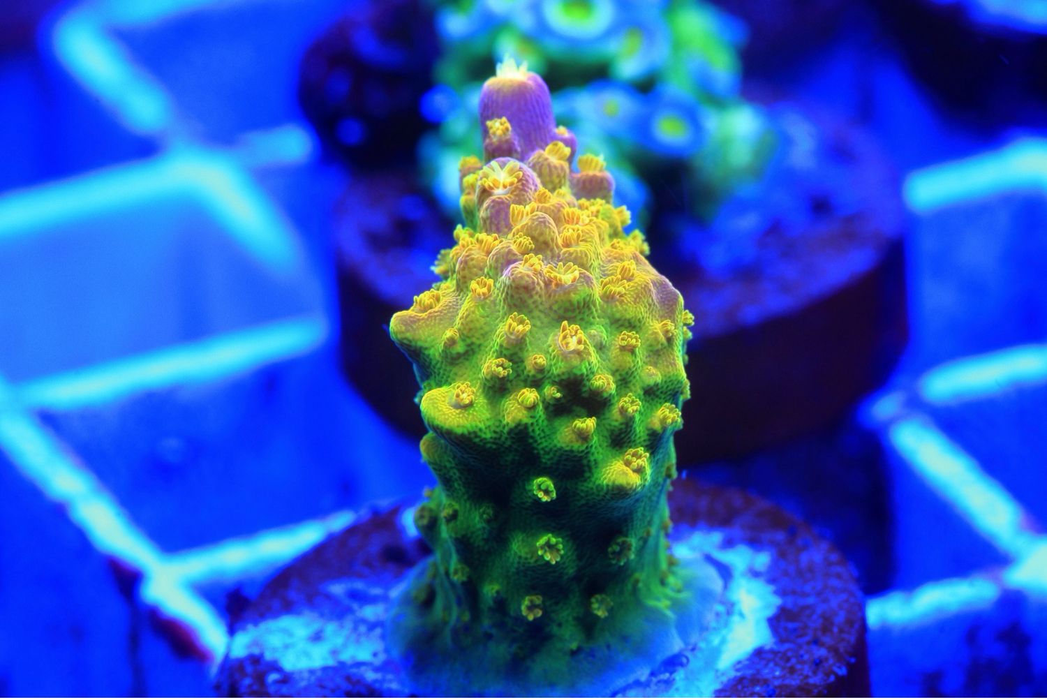 Rainbow loom Acropora
