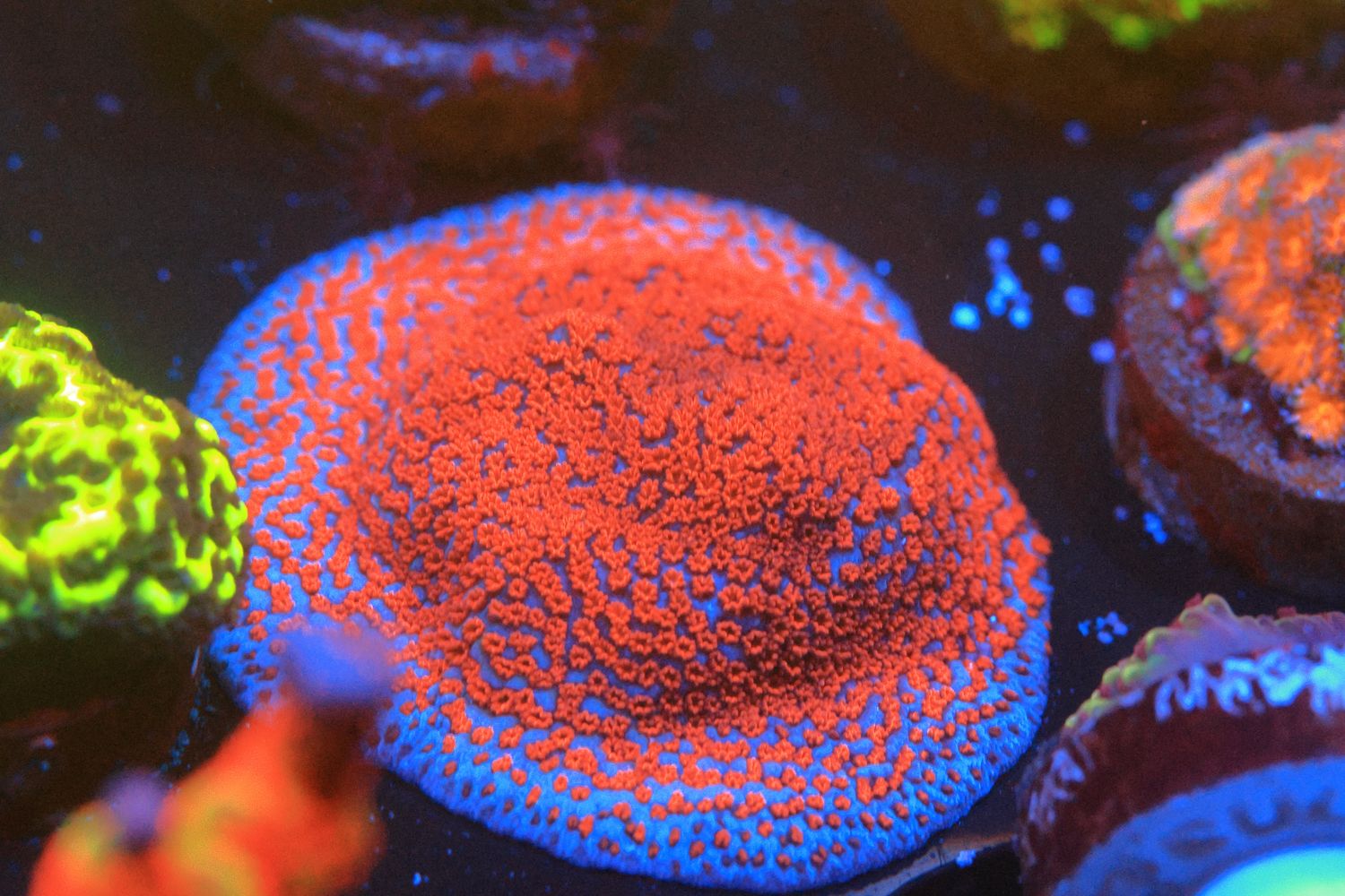 High grade superman montipora  WYSIWYG