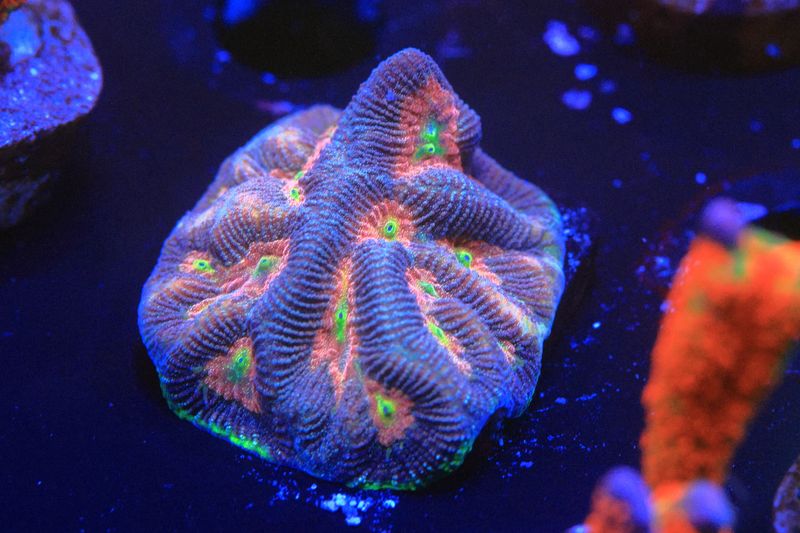 Goblin Eye Paragoniastrea