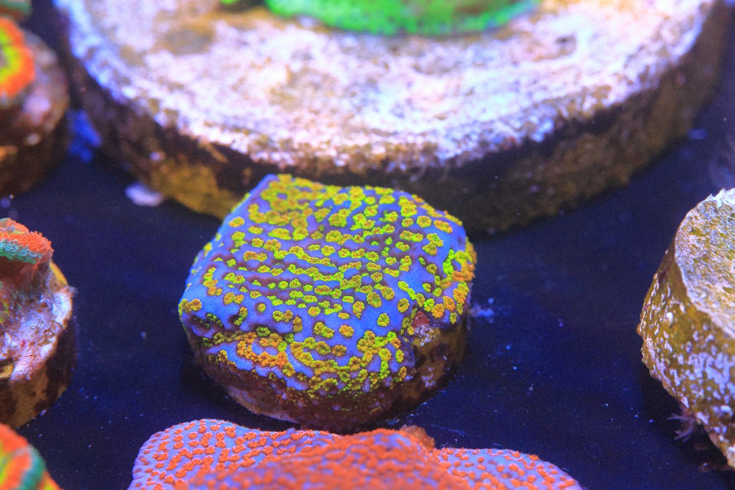 Rainbow monti