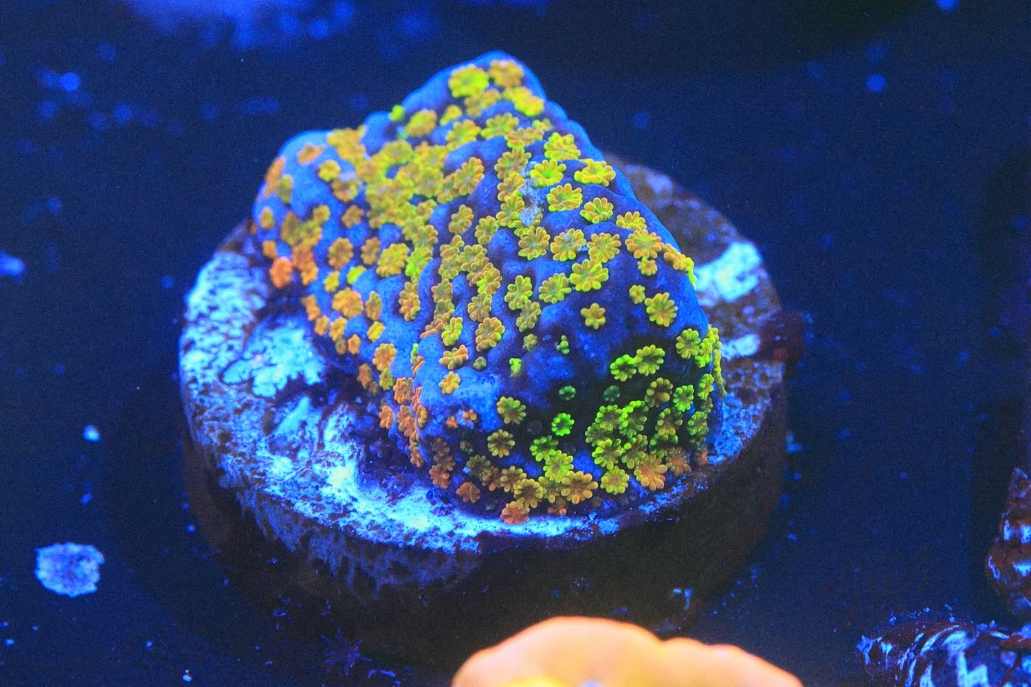 Rainbow Monti