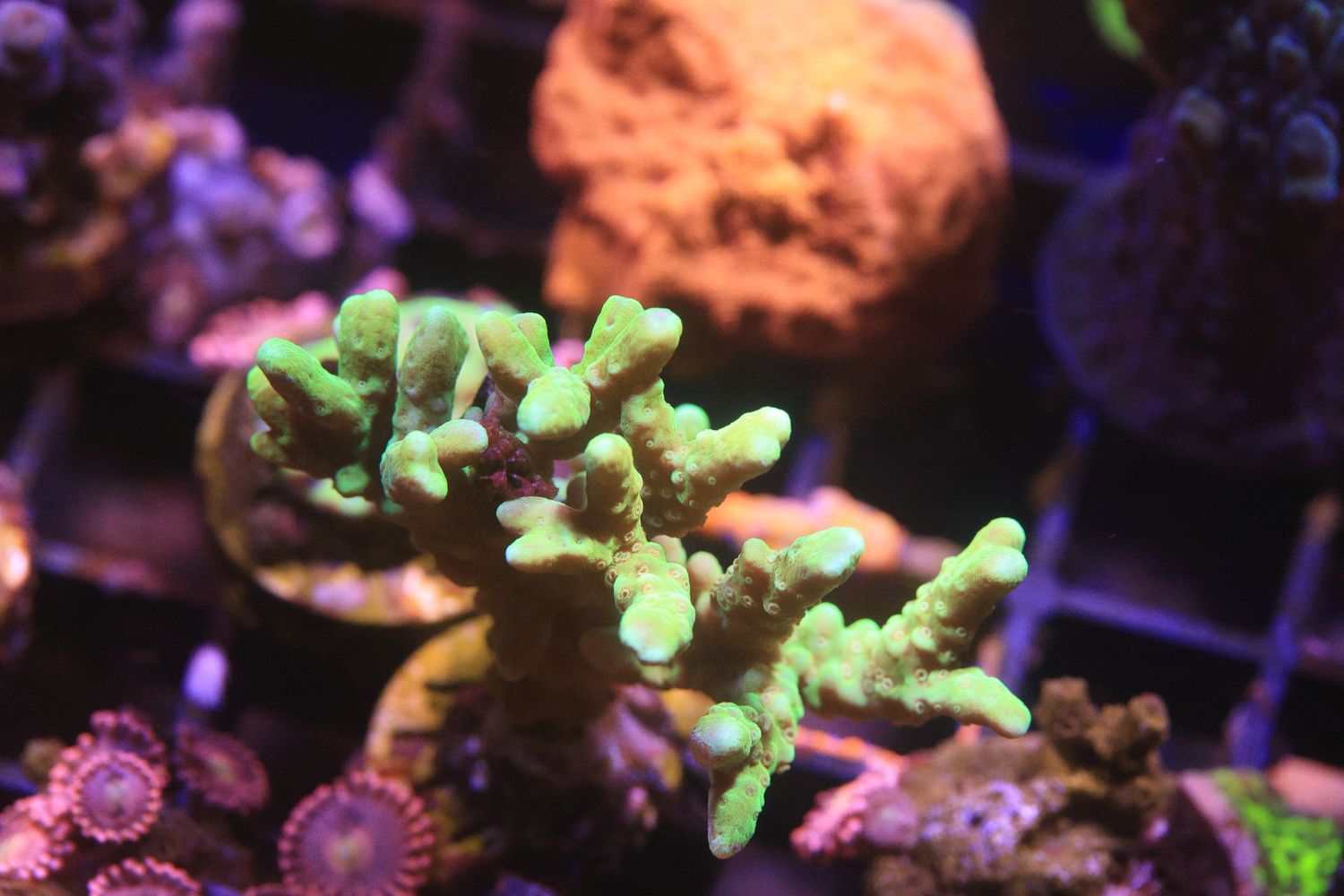 Anacropora Yello WYSIWYG