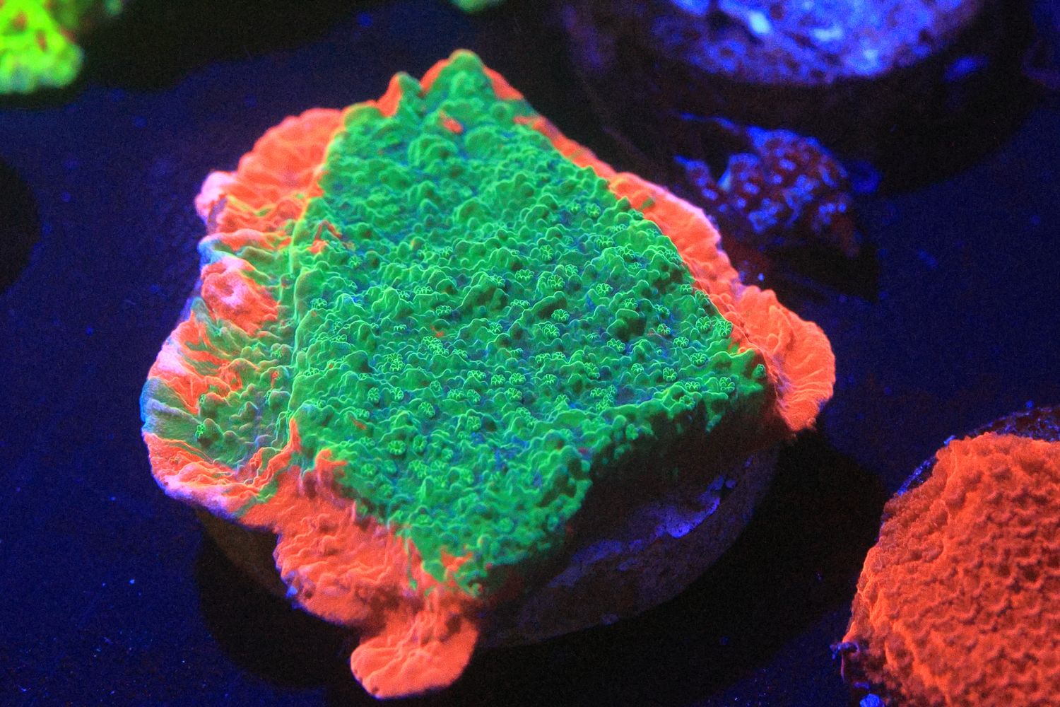 Grafted Monti cap