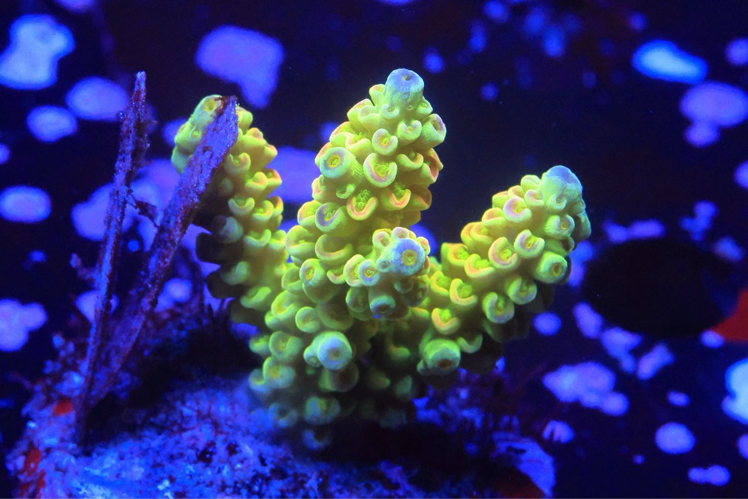 Golden Bifaria (tenuis)