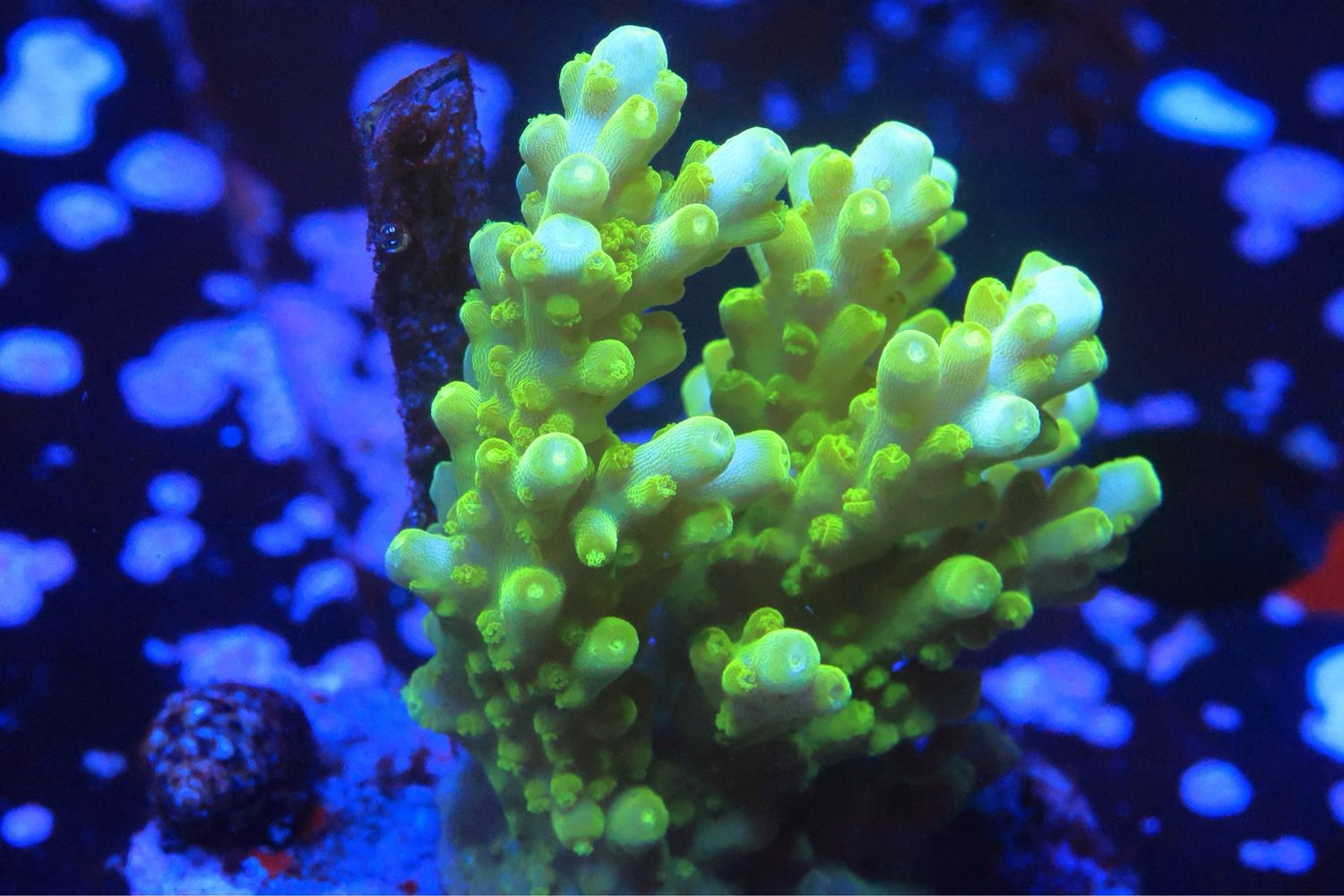 Neon Green Aculeus?